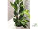 Ficus tinctoria variegated/ фикус Тинктория вариегатный
