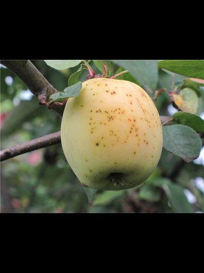 Аркад летний желтый (яблоня)