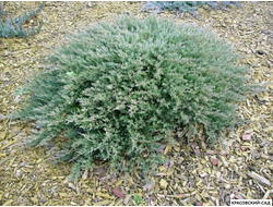 Можжевельник Винтер Блю - Winter Blue
