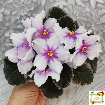 Dn-Love Time (Д. Денисенко) 2021 г.