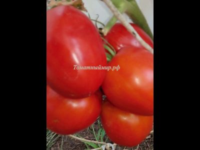 Томат Де Барао гигант