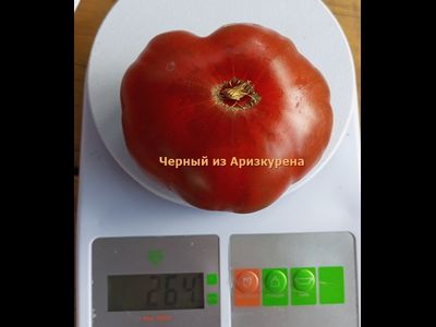 Томат Черный из Аризкурена (Negro de Aritzkuren)