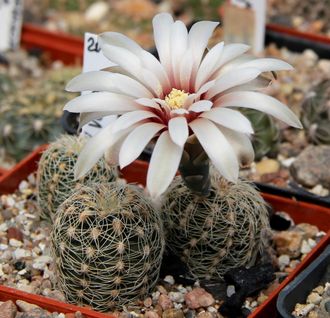 Gymnocalycium gertii  VG-707 - 5 семян