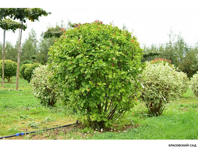 Топиар Ирга Канадская в форме шара