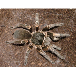 Acanthoscurria suina