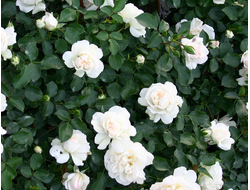 Вайт мейдиланд (White Meidiland), шраб, почвопокровная. Meilland