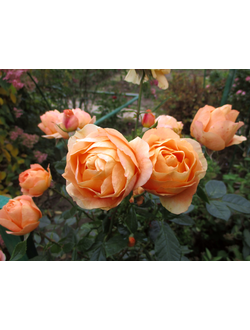Бенгали (Bengali) роза