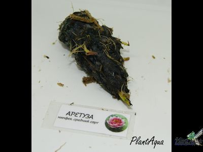 Нимфея Мазаньелло