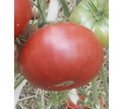Томат Самые лучшие