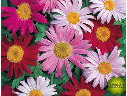 ПИРЕТРУМ красный "Гиганты Робинсона" (0,5 м)