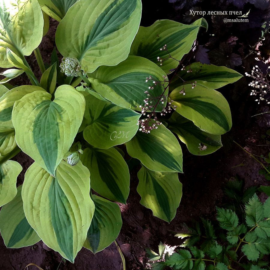 Hosta  Gemini Moon  Хоста Джемини Мун