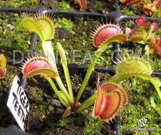 Dionaea muscipula Tiger teeth