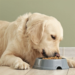 Сухие корма