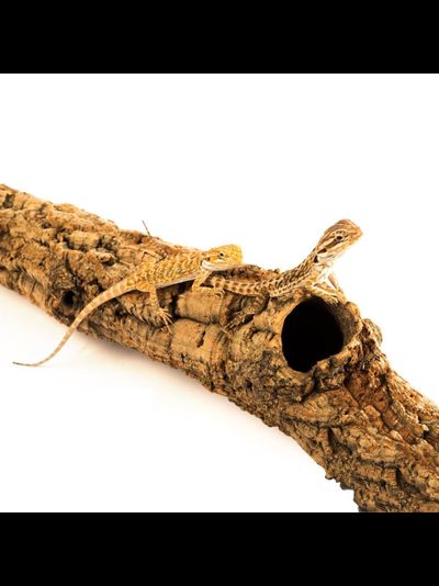 Кора пробкового дерева, полый ствол