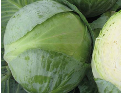 Капуста белокочанная Коронет
