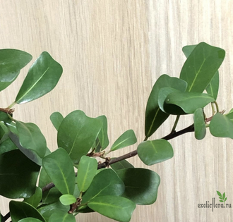 Ficus lingua triangle / Фикус Язычковый