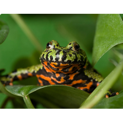 Дальневосточная жерлянка (Bombina orientalis)
