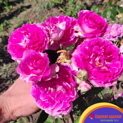 Шахерезада (Sheherazade)