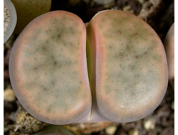 Lithops schwantesii (grey form) C164 (MG) - 10 семян