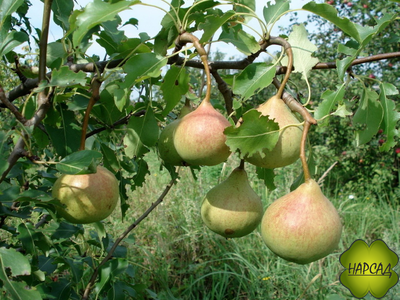 ГРУША "ПАМЯТИ ЯКОВЛЕВА" (самоплодная, ранне-осенняя)