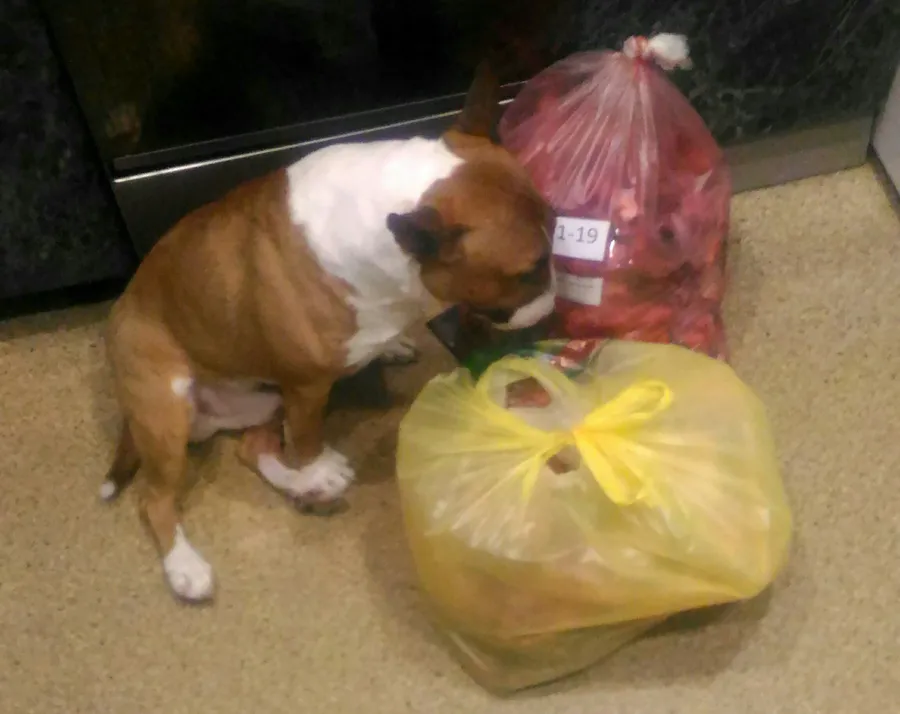 Хозяйка Наталья: "Тим над златом чахнет)) Рубец и Калтык скоро отправятся в наши сыроедные миксы"