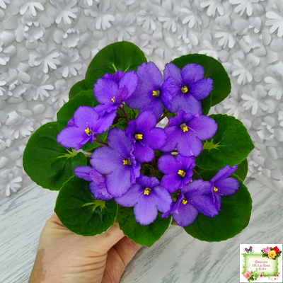 LV-Олег+Алиса (Л. Шевелева) 2025 г. (гёрл-лист с кроновой пестролистностью)