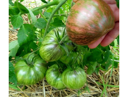 Томат Rebel Starfighter Prime (Мятежный звездный истребитель)