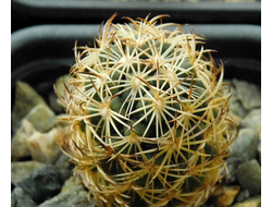 Coryphantha radians PP 1371, Pena Miler, Que