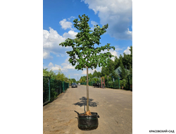 Липа Гринспаер - Greenspire