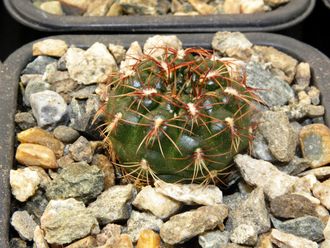 Gymnocalycium mesopotamicum (D=15-18мм)