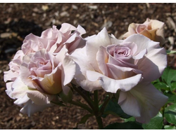 Стивен Руло (Stephen Rulo)