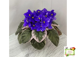 Rivermist Heavenly (J. Baker) (лист посажен 31.10.25)