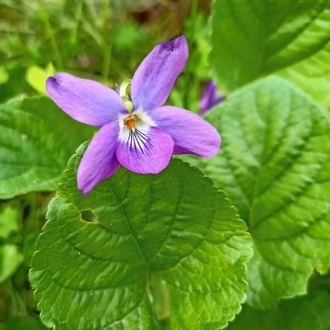 Фиалка душистая (Viola odorata), лист - абсолю 5 г