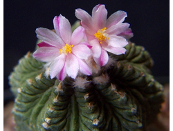 Aztekium ritteri PP 566 - 5 семян