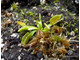 Dionaea muscipula Gb01