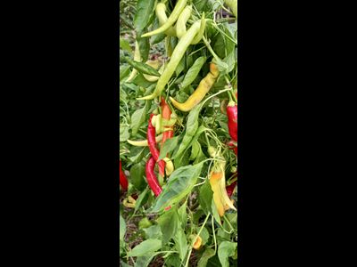 перец острый Бараний рог