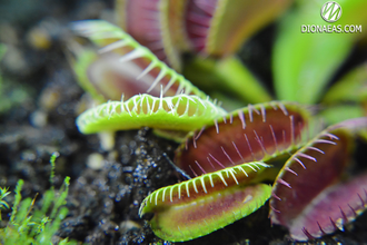 Dionaea muscipula Louchapates