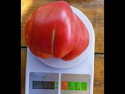 Томат Рабочий выпуск пасты (Work Release Paste)