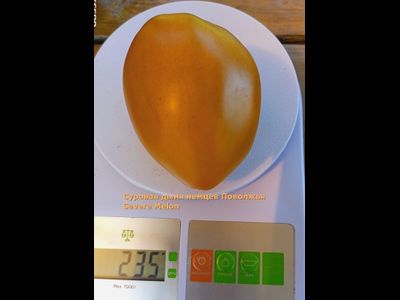 Томат Суровая Дыня немцев Поволжья (Severe Melon)