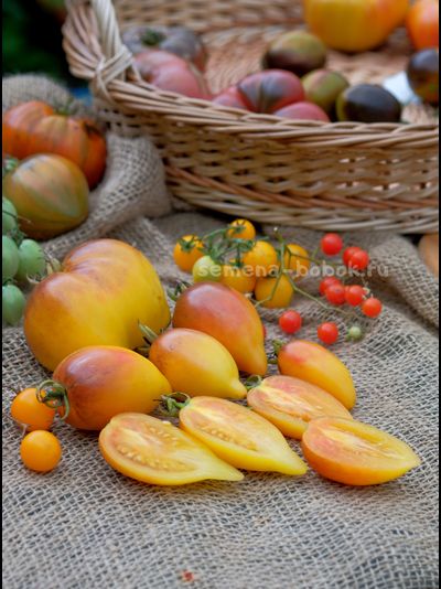 Томат Персик Каплевидный, 10 шт
