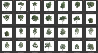 Деревья летние лиственные