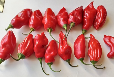 Перец острый  Naga Smooky Rainbow