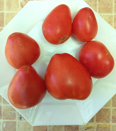 Томат Венгерский овал (Hungarian Oval)