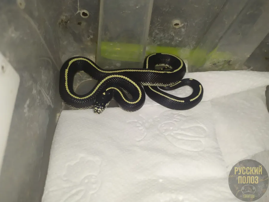 Змея королевская, Lampropeltis