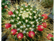 Mammillaria nivosa - 10 семян