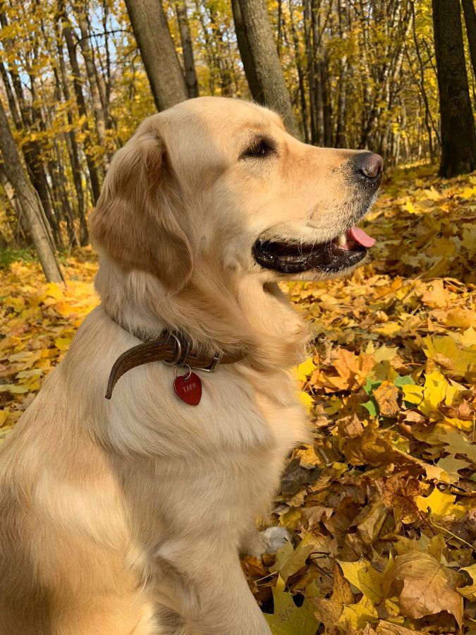 Русское Золото Лада Таруса