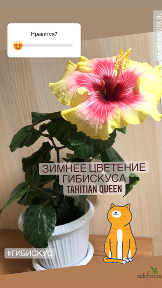 Гибискус Tahitian Queen