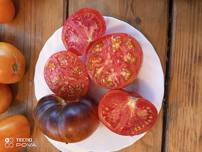 Томат Озарк закат (Ozark sunset), Германия