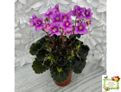 LV-Ланселот (Л. Шевелева) 2025 г. (клакамасный гёрл с кроновой пестролистностью)