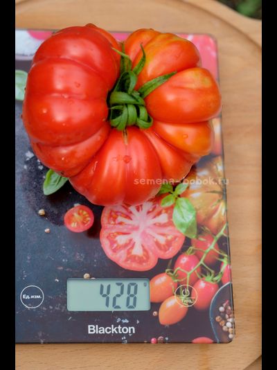Томат Лев Минусинский, 10 шт